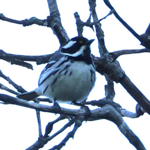 Black-throated Gray Warbler - Diane Etchison