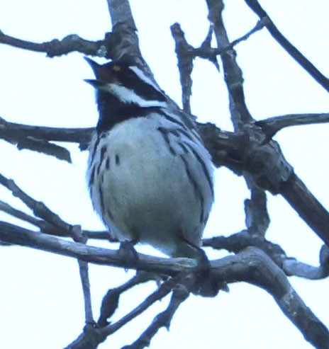 Black-throated Gray Warbler - ML618646966