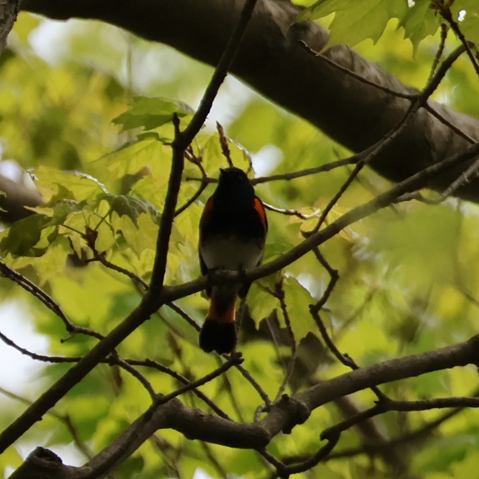 American Redstart - ML618646980