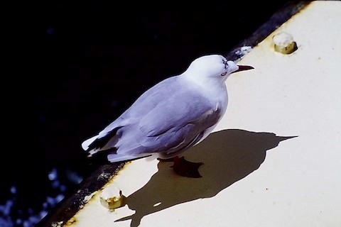 Silver Gull - Bob Hargis
