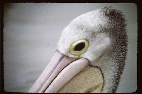 Australian Pelican - Bob Hargis