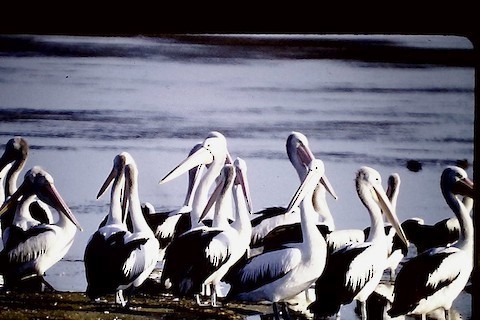 Australian Pelican - ML618647012