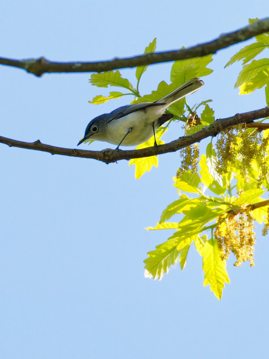 Blue-gray Gnatcatcher - ML618647013