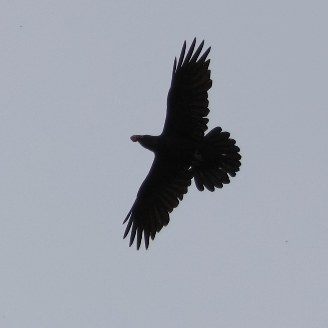 Common Raven - ML618647015