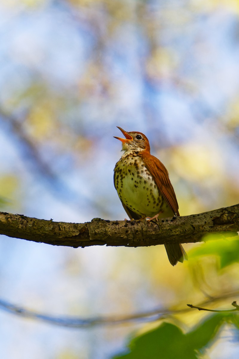 Wood Thrush - ML618647022