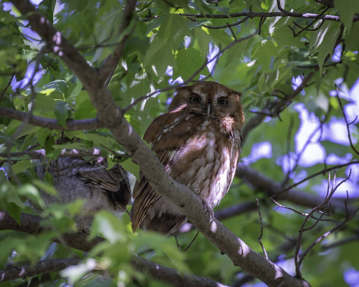 Eastern Screech-Owl - ML618647105