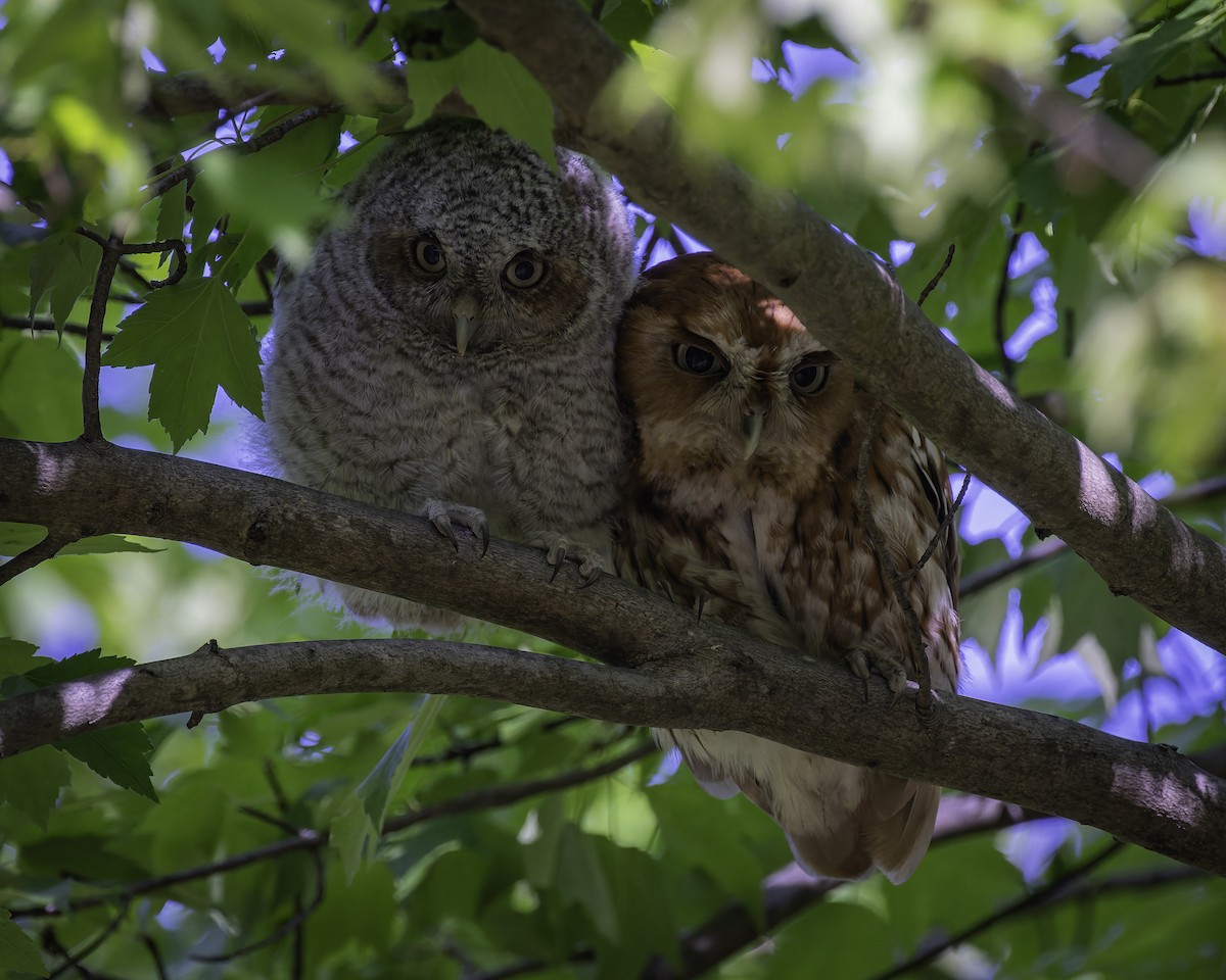 Eastern Screech-Owl - ML618647106