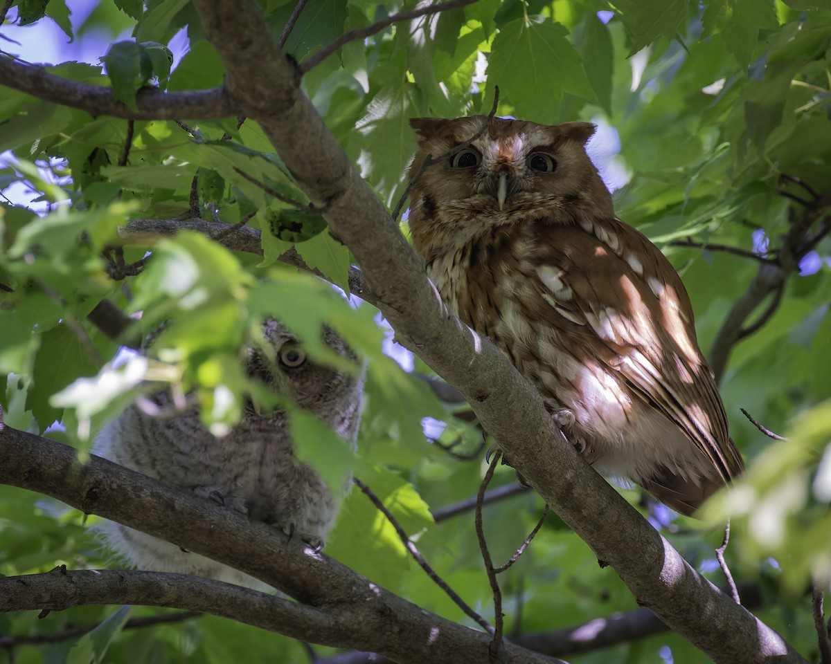 Eastern Screech-Owl - ML618647107