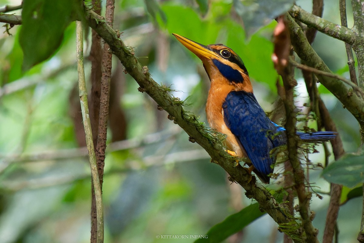 Rufous-collared Kingfisher - Kittakorn Inpang
