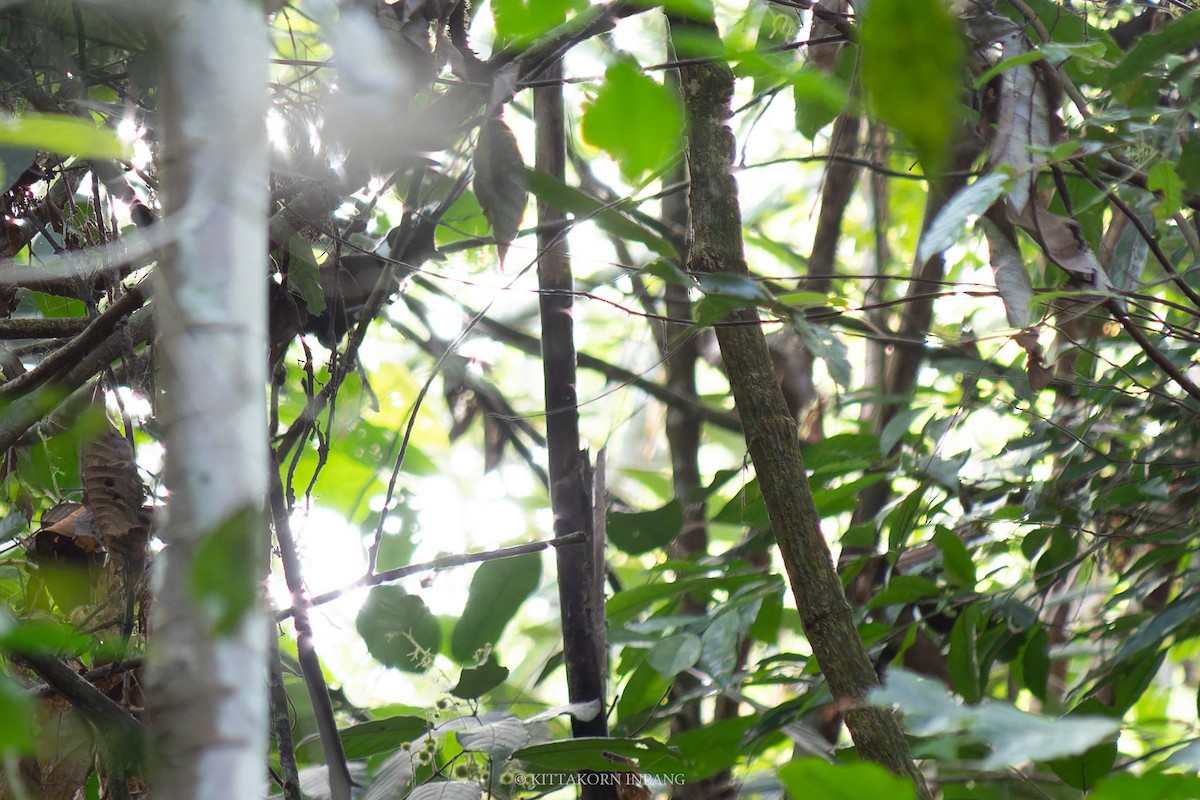 Crested Jayshrike - ML618647134