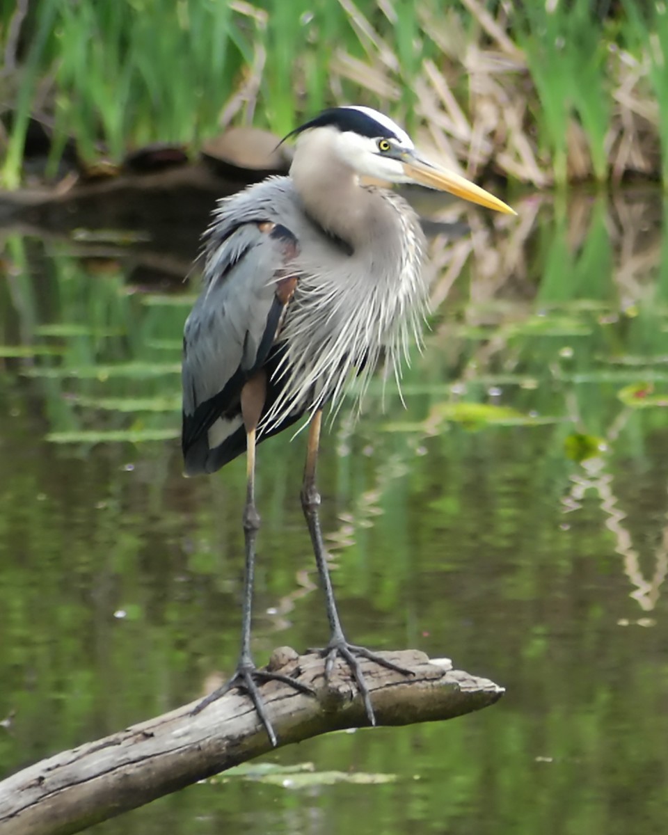 Great Blue Heron - ML618647139