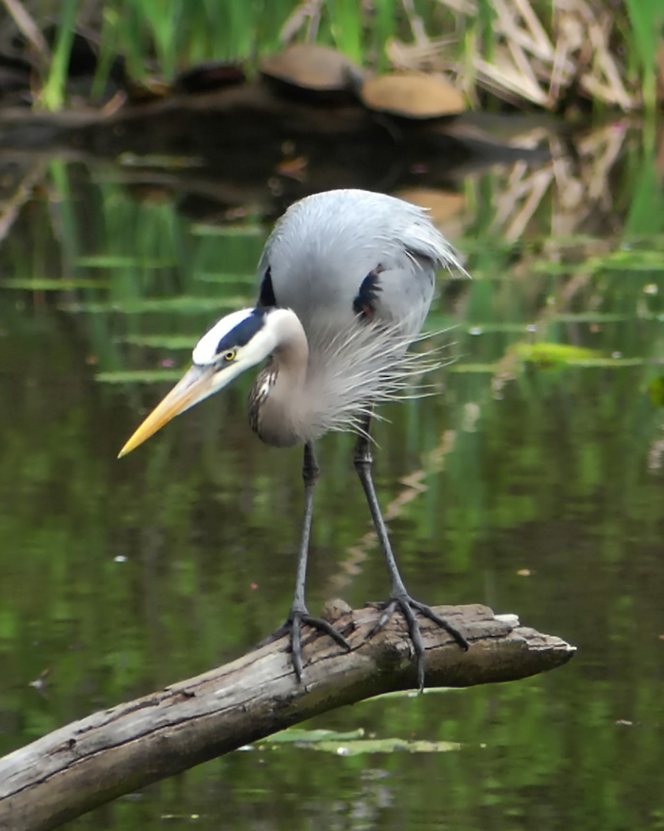 Great Blue Heron - ML618647140