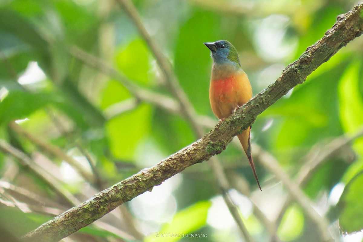 Pin-tailed Parrotfinch - Kittakorn Inpang