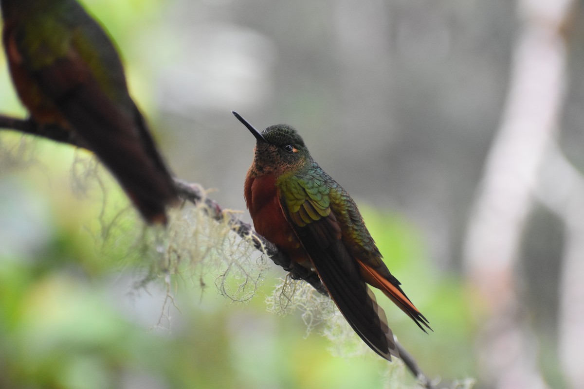 kolibřík peruánský - ML618647175