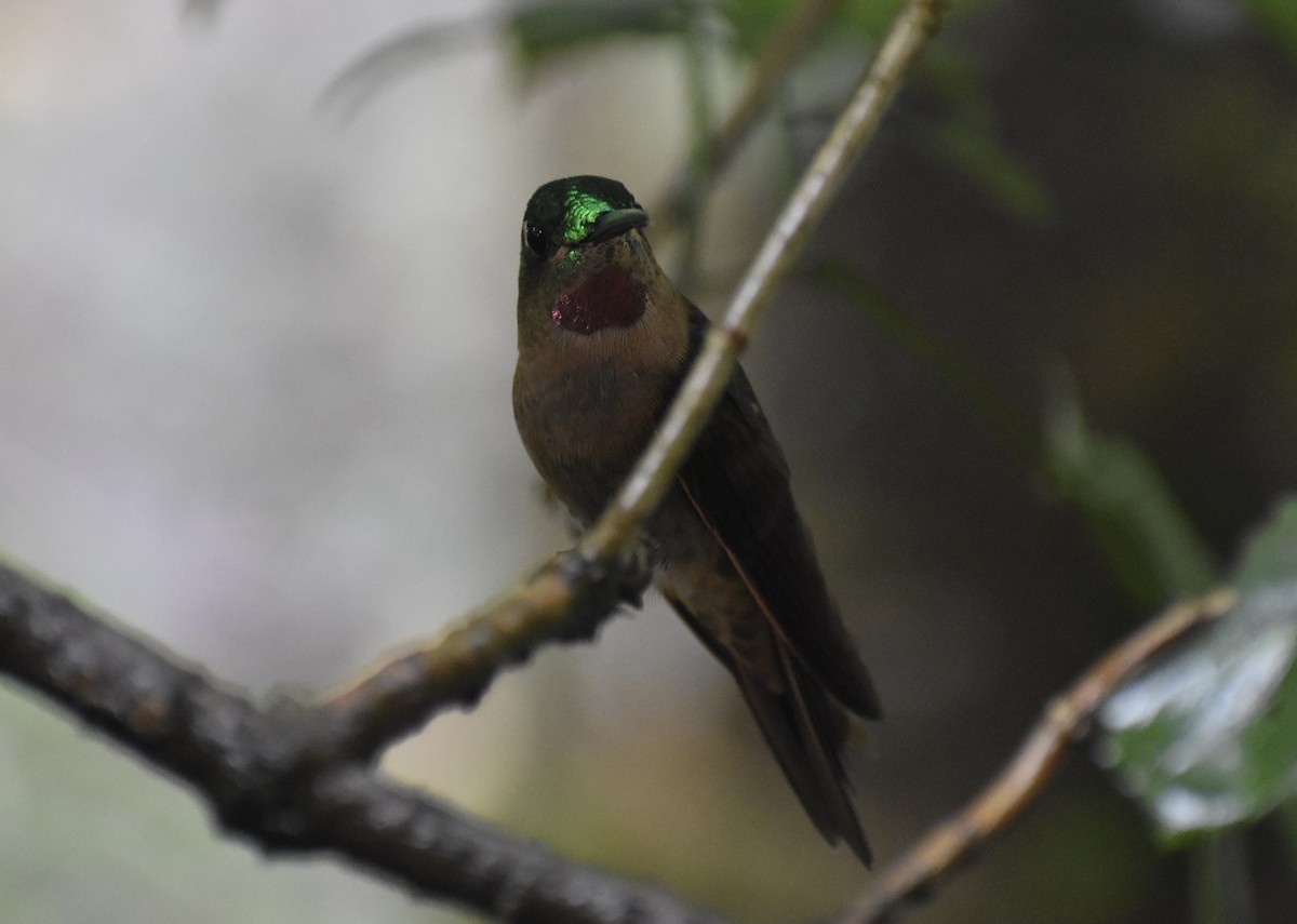 kolibřík hnědobřichý - ML618647185