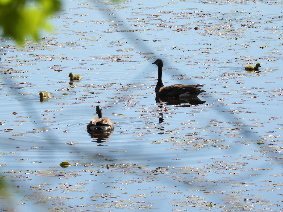 Canada Goose - Jeff Fengler