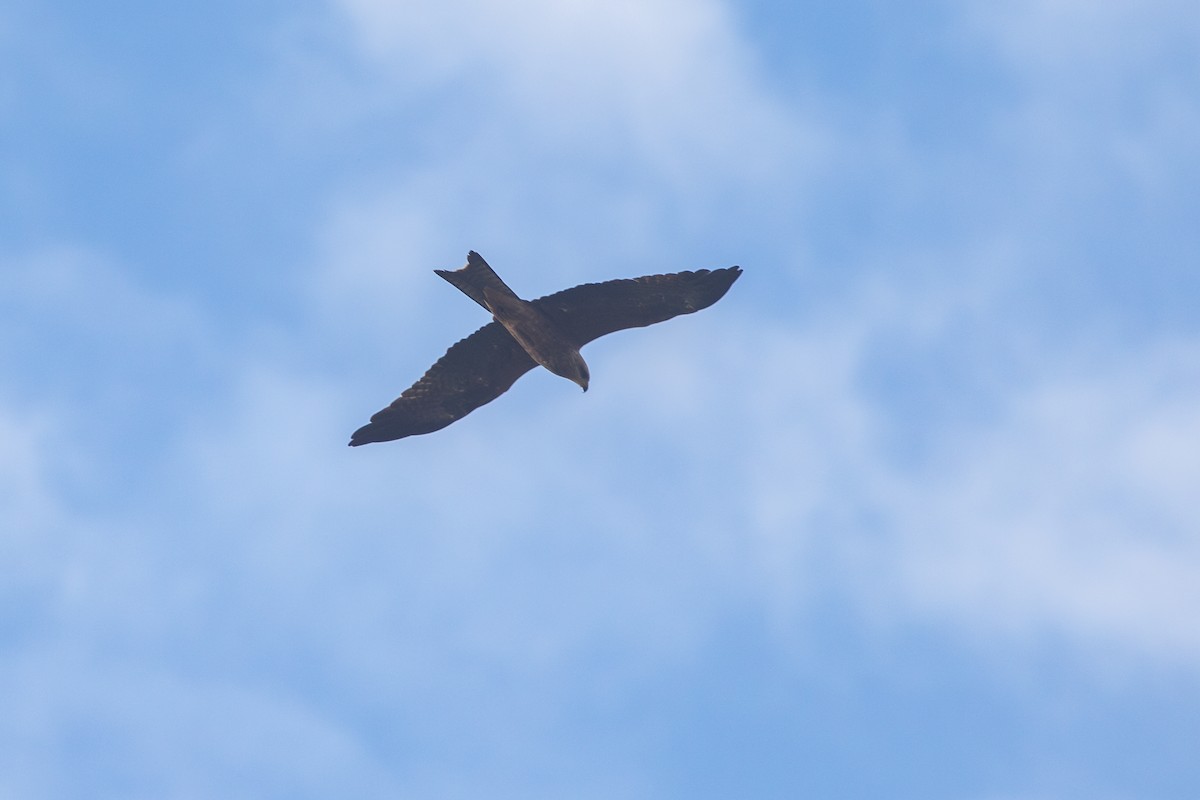 Black Kite - Ramit Singal