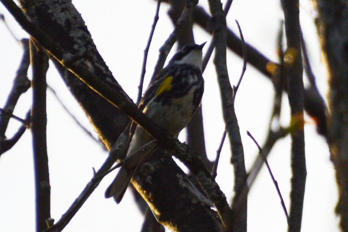 Yellow-rumped Warbler - ML618647208