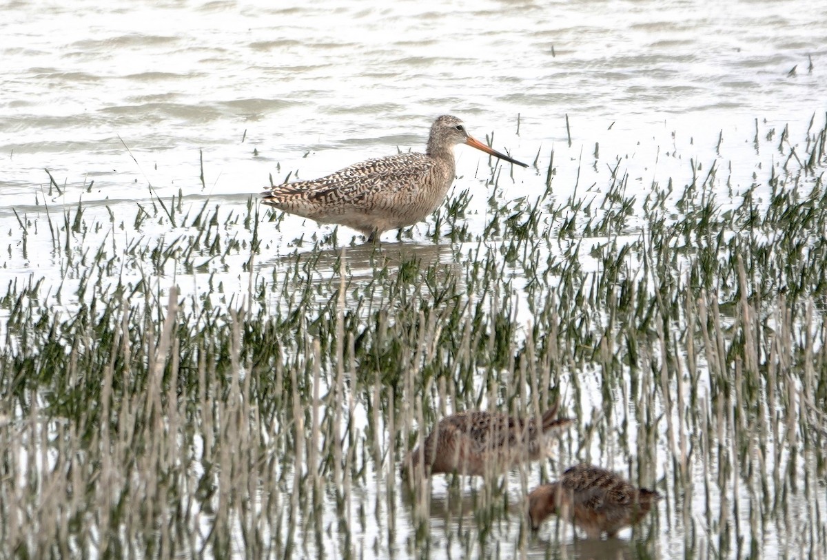 Marbled Godwit - ML618647277