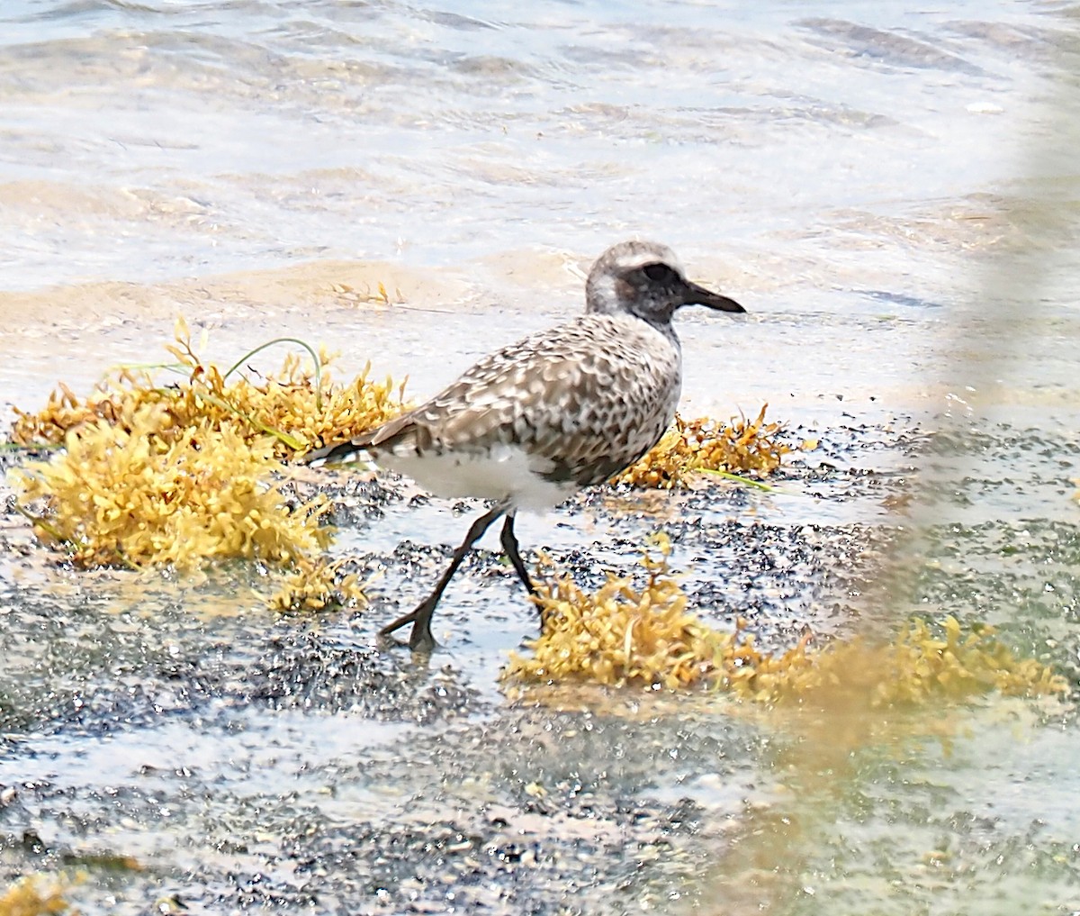 Black-bellied Plover - ML618647310