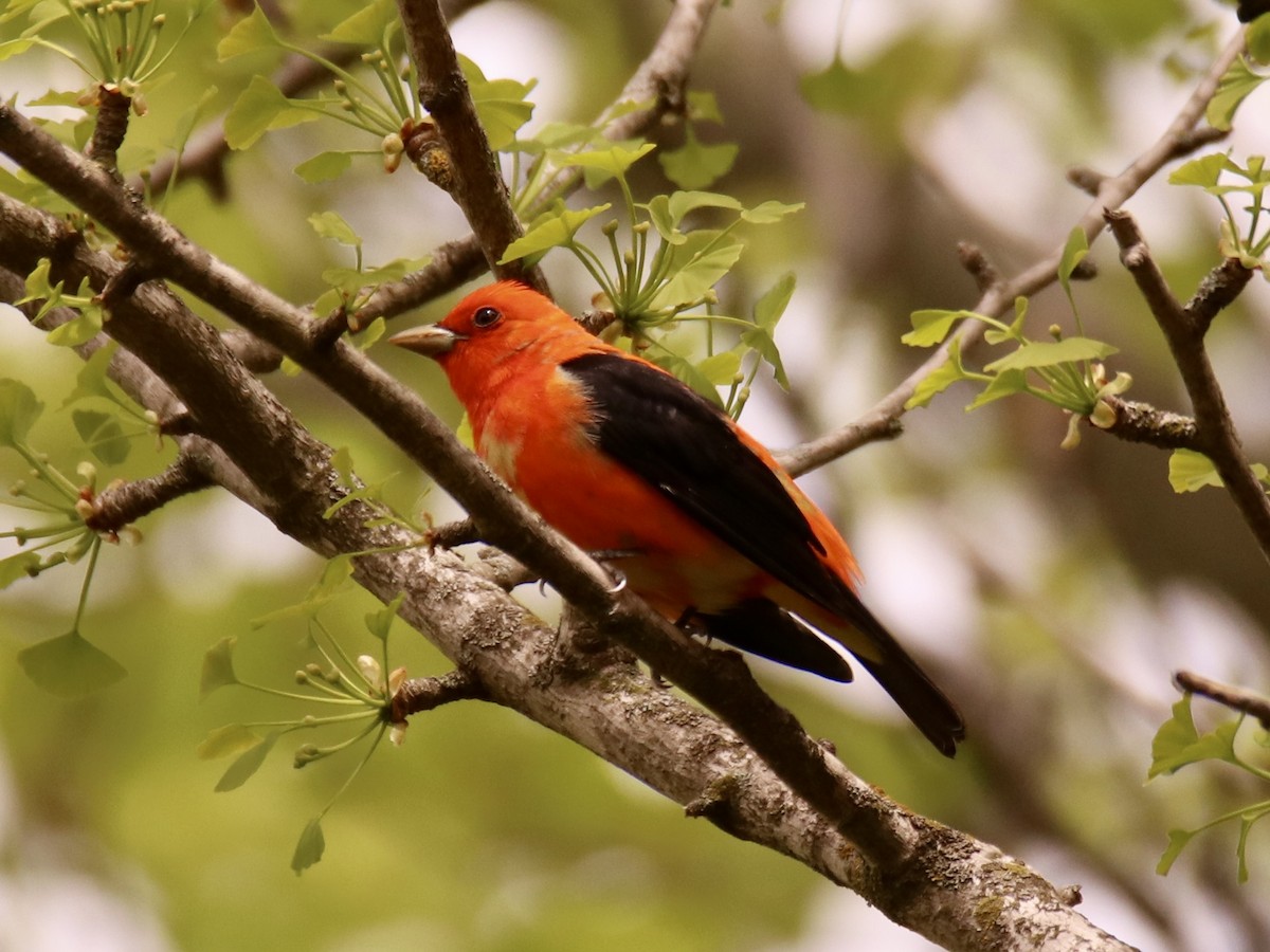 Scarlet Tanager - ML618647316