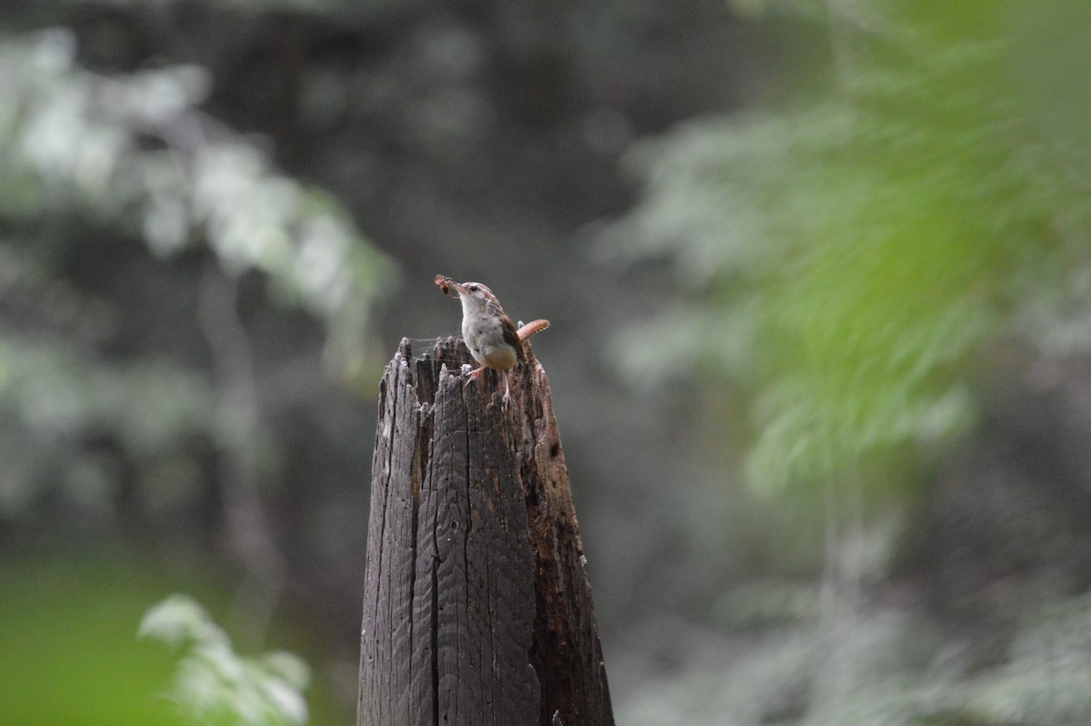 Carolina Wren - ML618647321