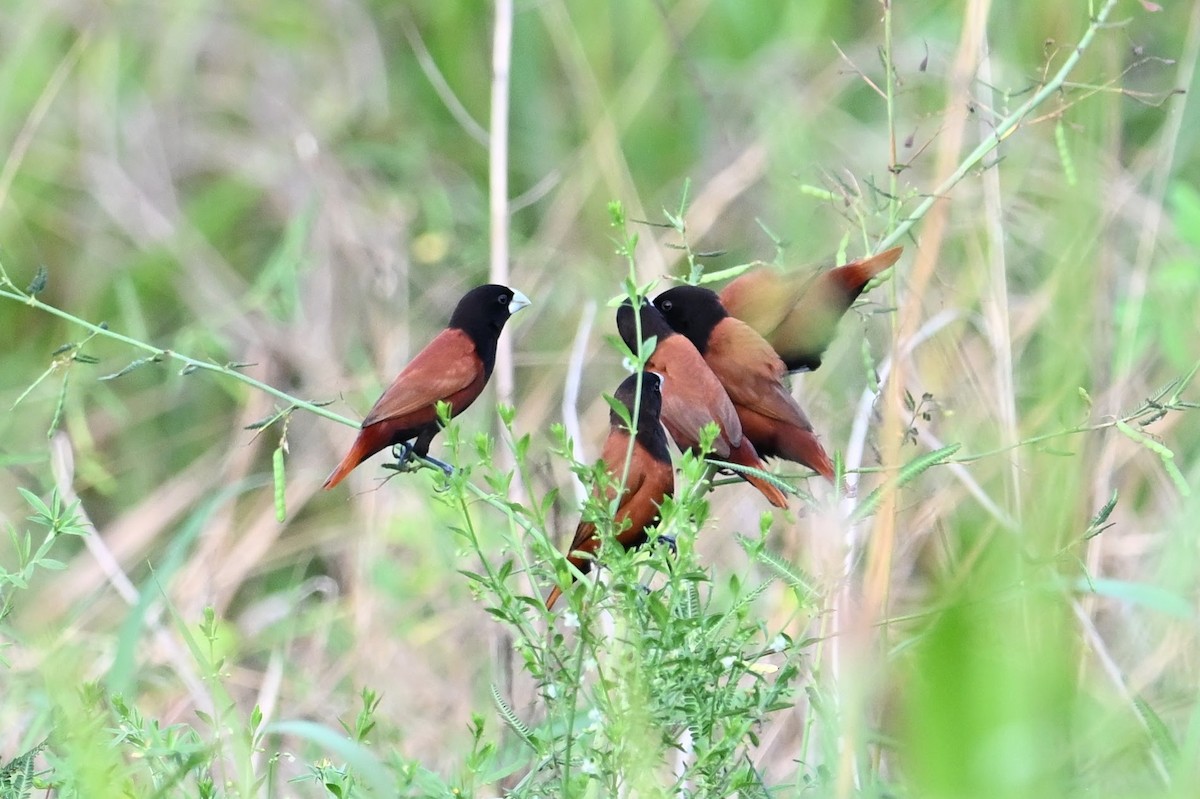 Chestnut Munia - ML618647323