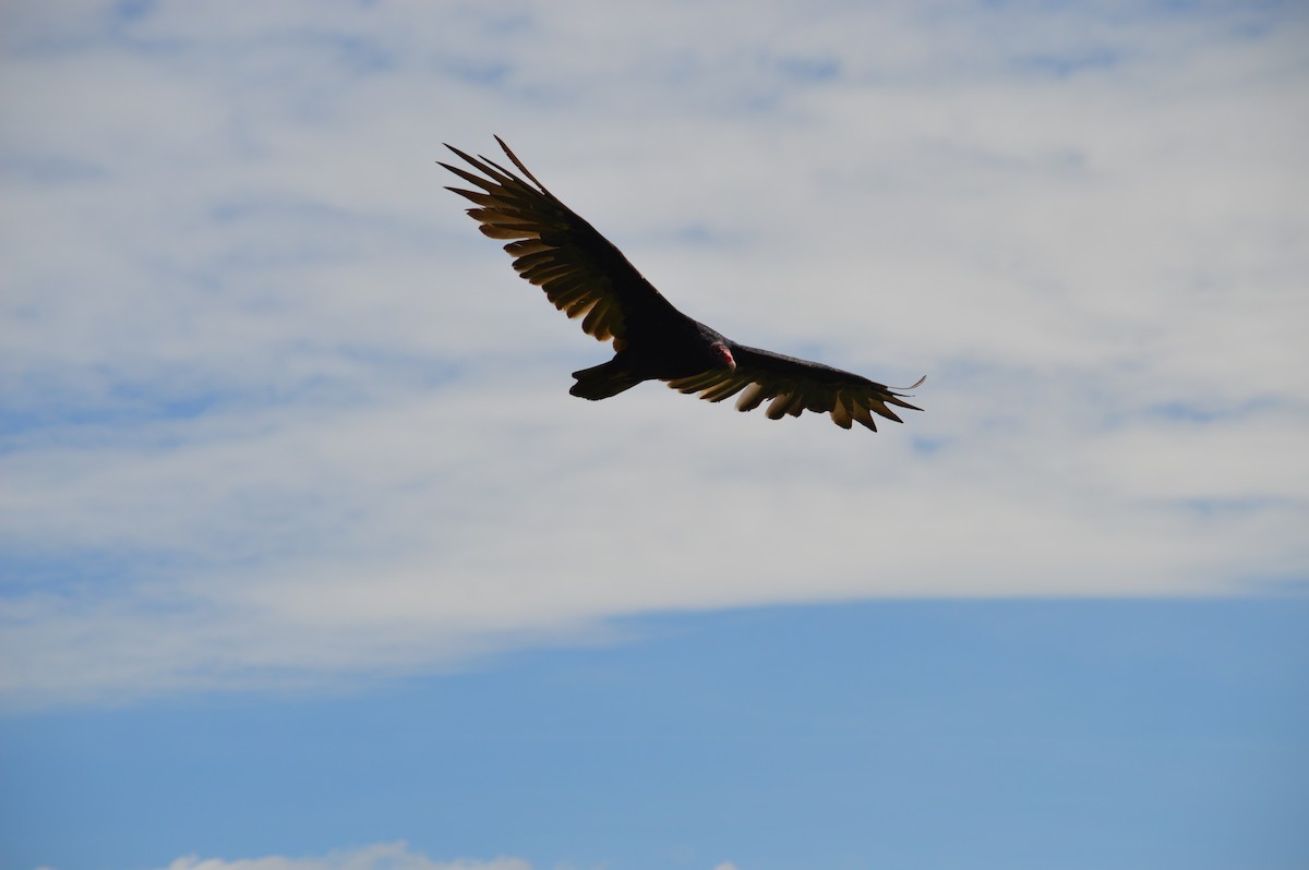 Turkey Vulture - ML618647324