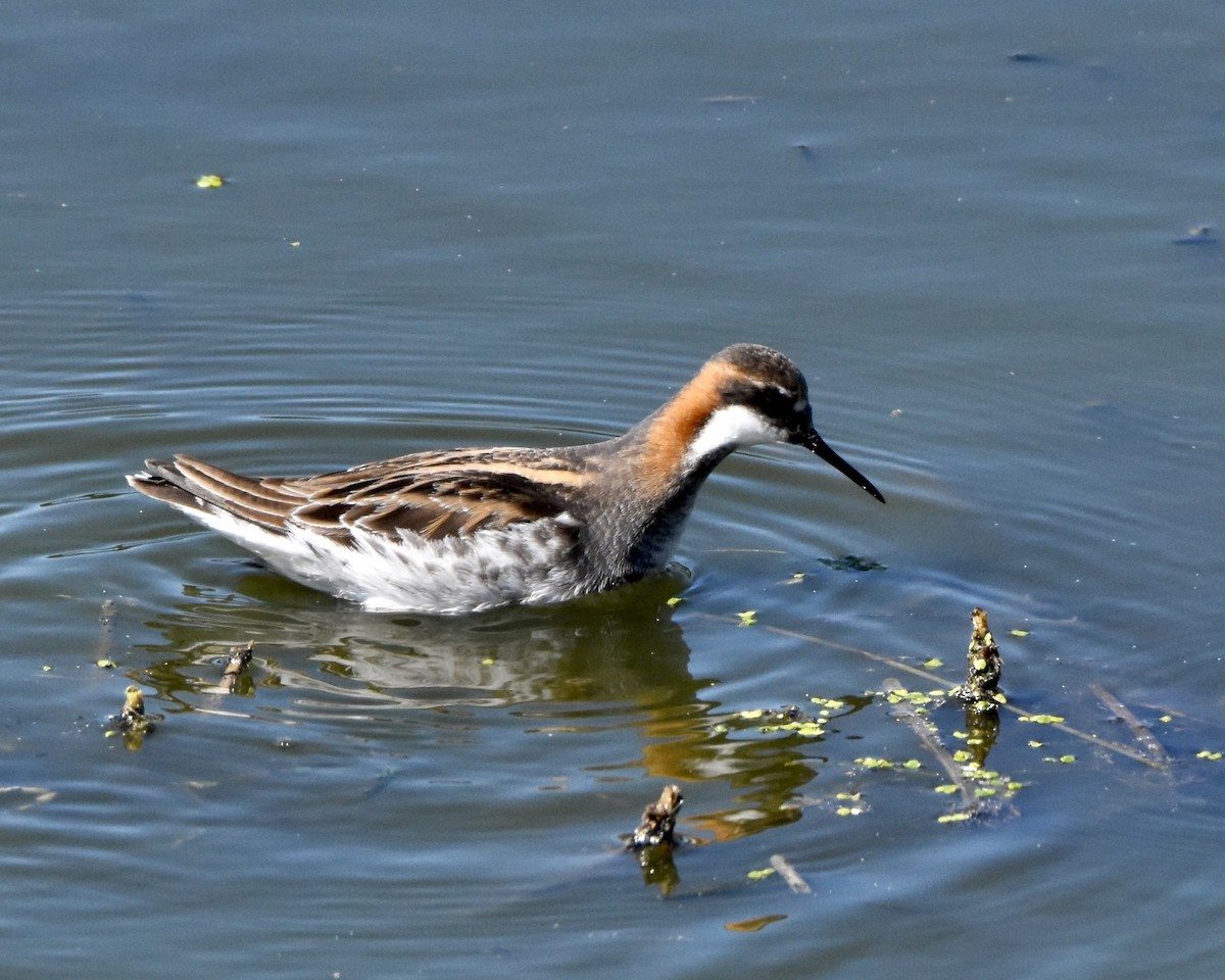 svømmesnipe - ML618647327