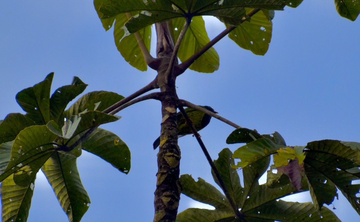 Green-and-black Fruiteater (Green-and-black) - ML618647351