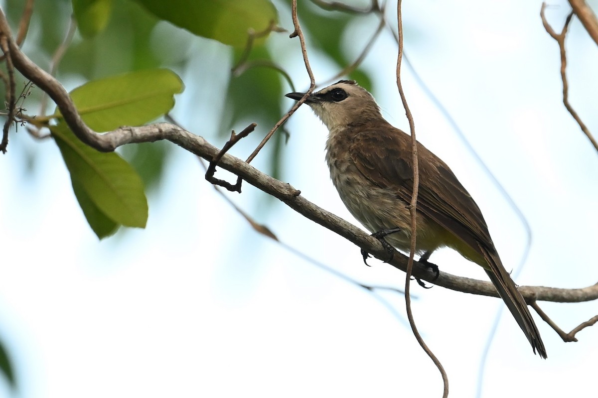 Yellow-vented Bulbul - ML618647354