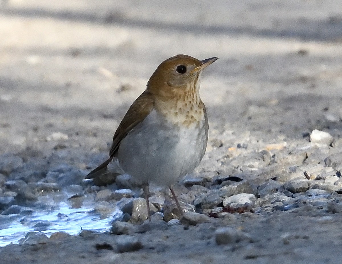 Veery - ML618647359