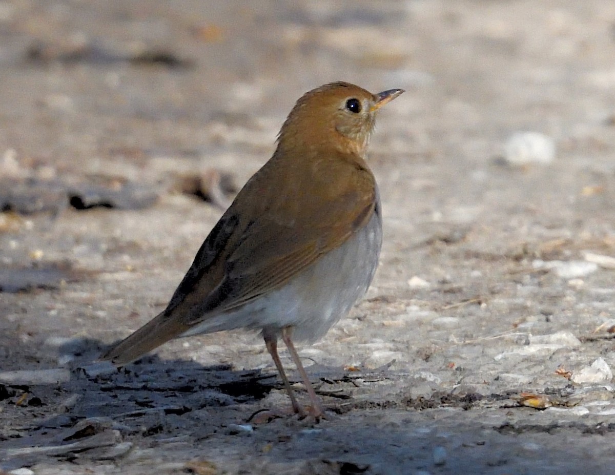 Veery - ML618647360