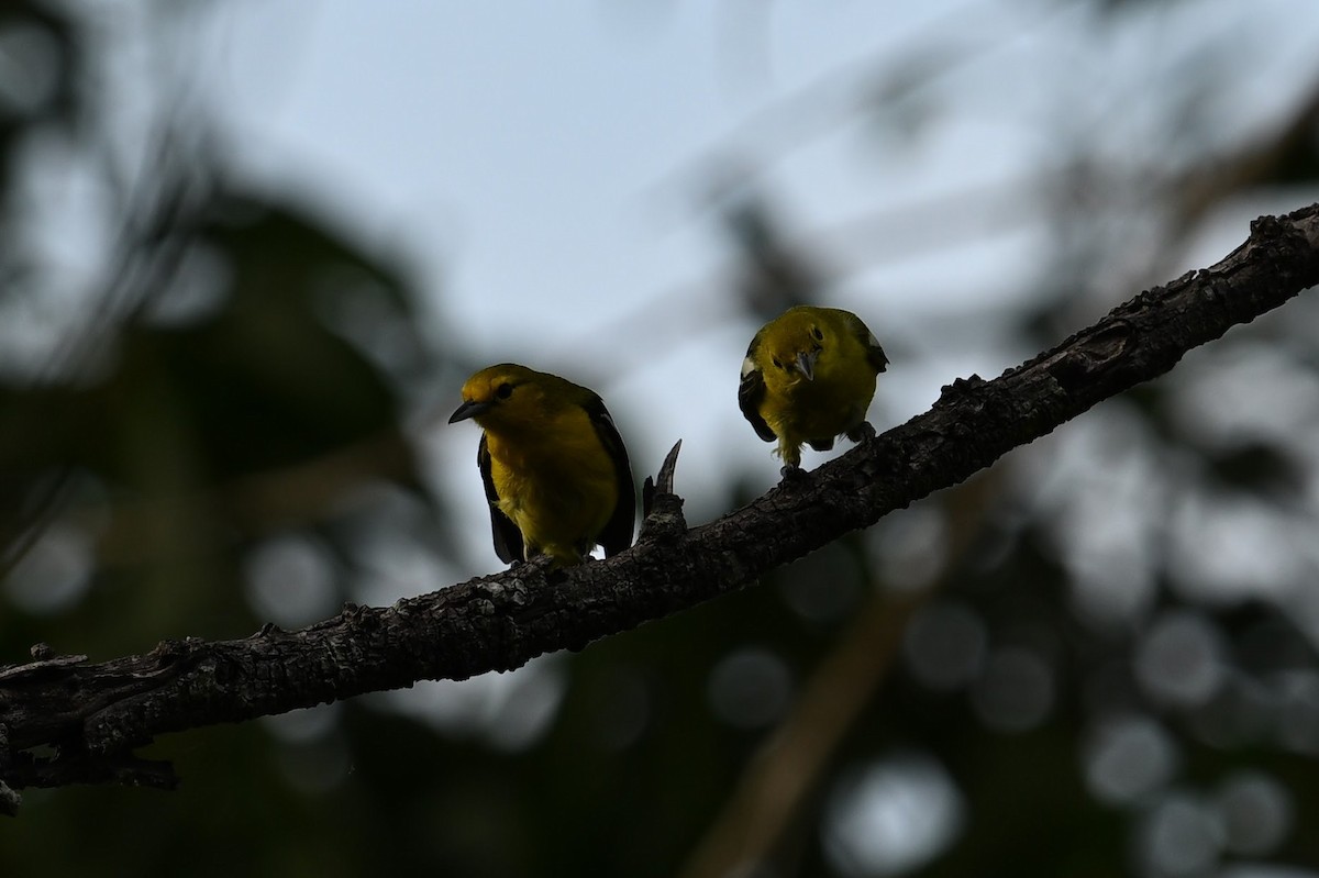 Common Iora - ML618647378