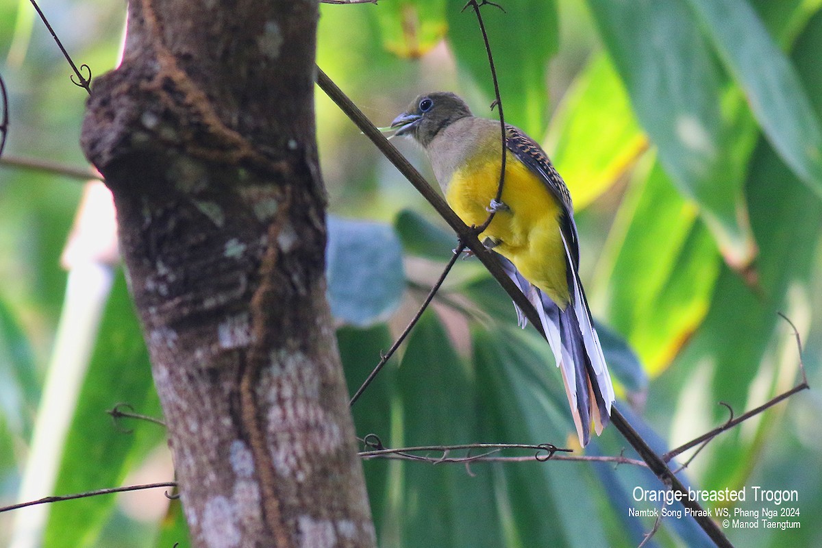 Orange-breasted Trogon - Manod Taengtum