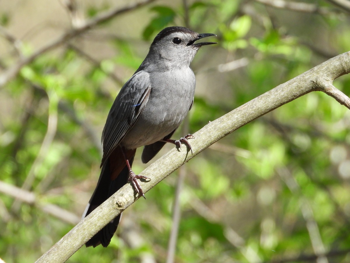 Gray Catbird - ML618647392