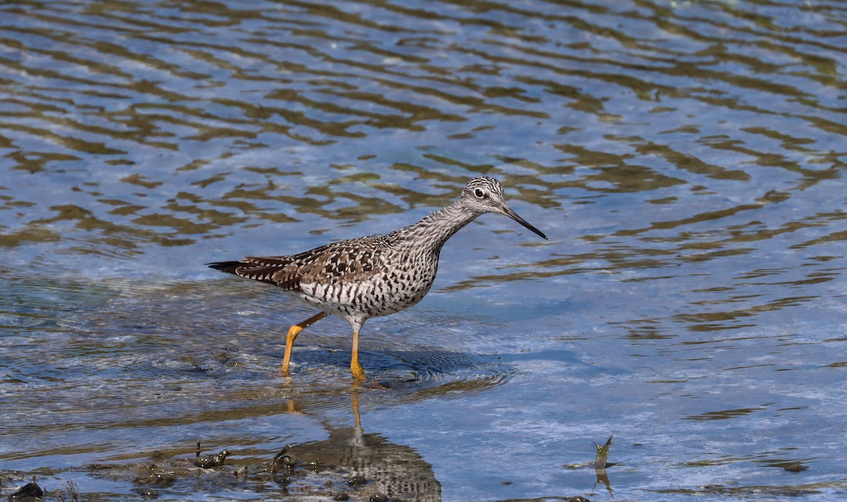 Greater Yellowlegs - ML618647410