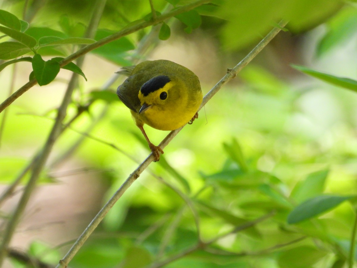 Wilson's Warbler - Jeff Fengler