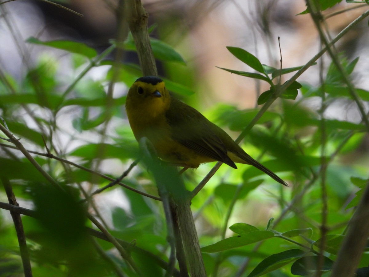 Wilson's Warbler - ML618647413