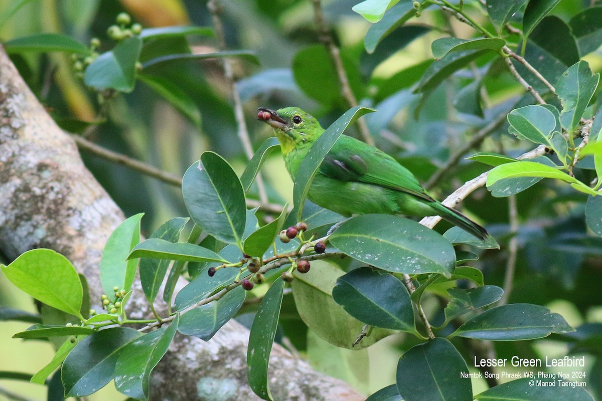 Lesser Green Leafbird - Manod Taengtum