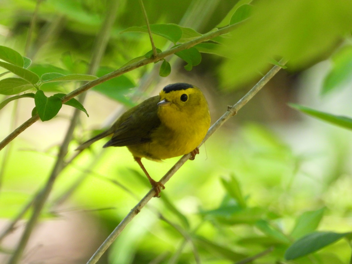 Wilson's Warbler - ML618647415