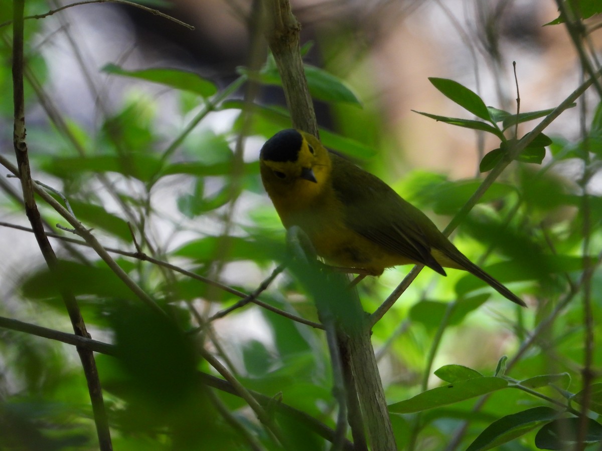 Wilson's Warbler - ML618647416