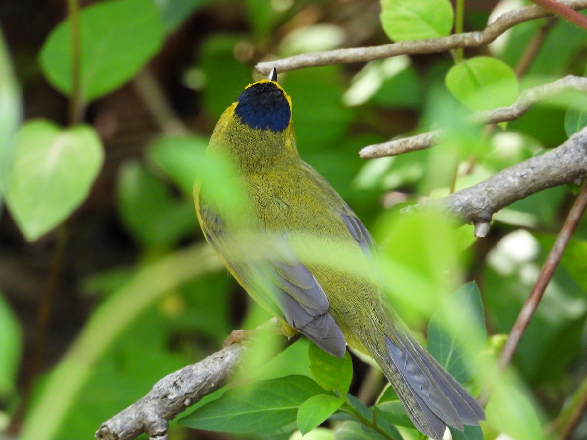 Wilson's Warbler - Jeff Fengler