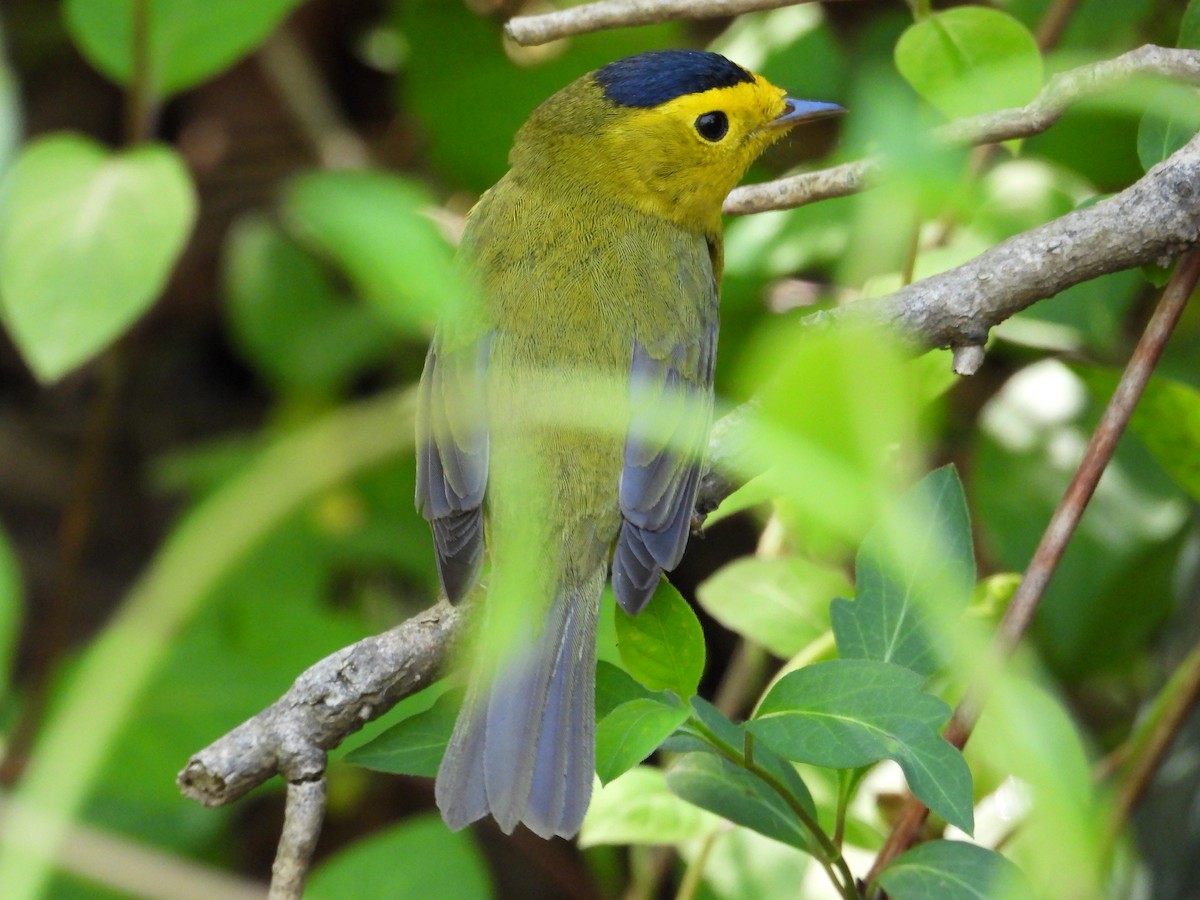 Wilson's Warbler - ML618647418