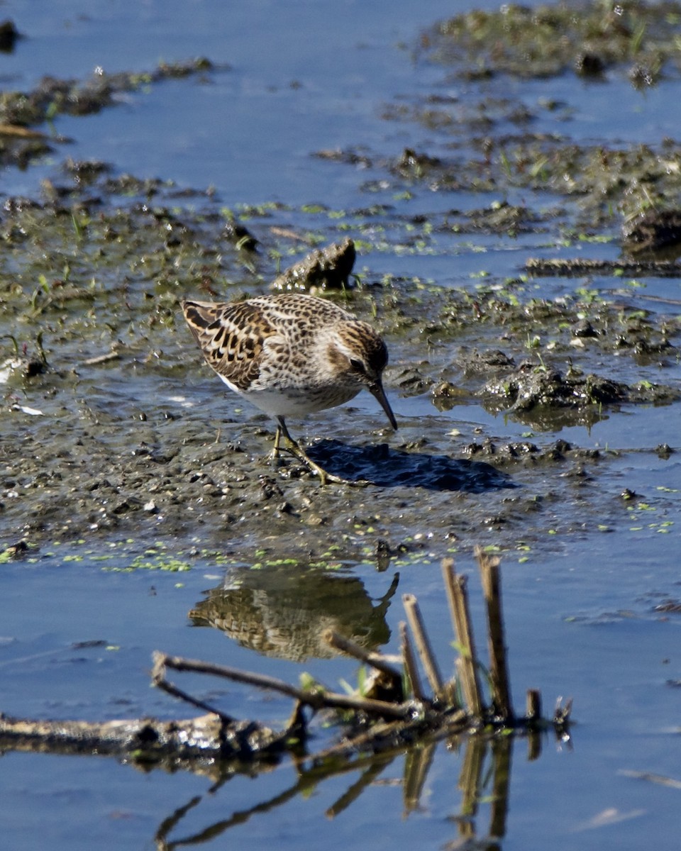 Least Sandpiper - Julie Doerr