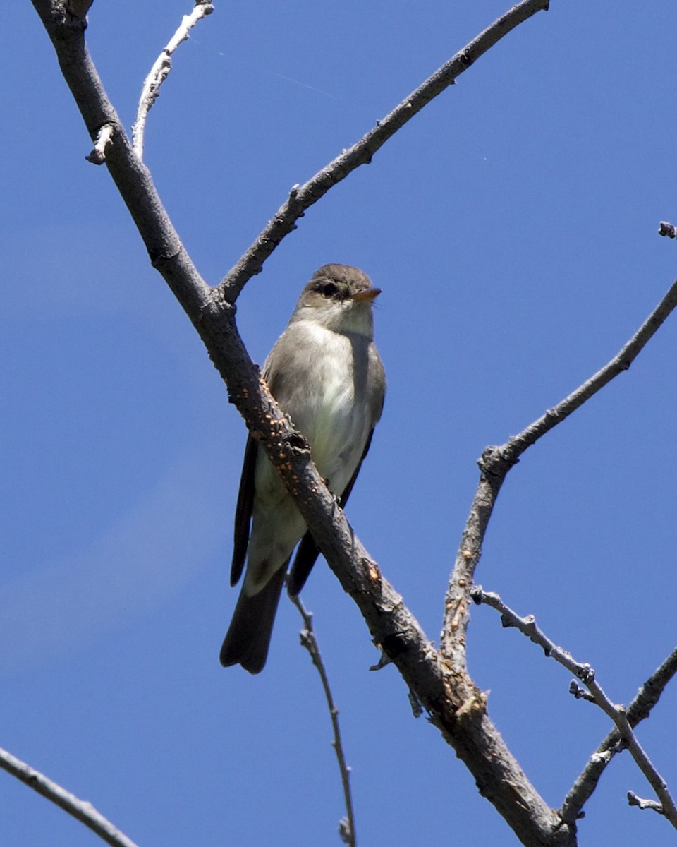 Western Wood-Pewee - ML618647441