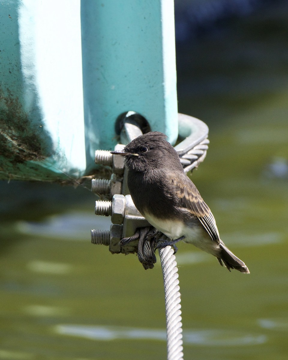 Black Phoebe - Julie Doerr