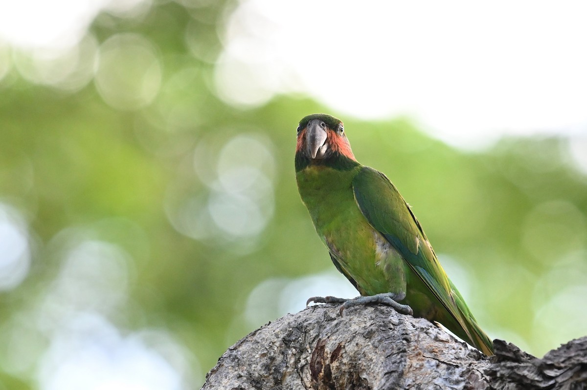 Long-tailed Parakeet - Jacob Lai