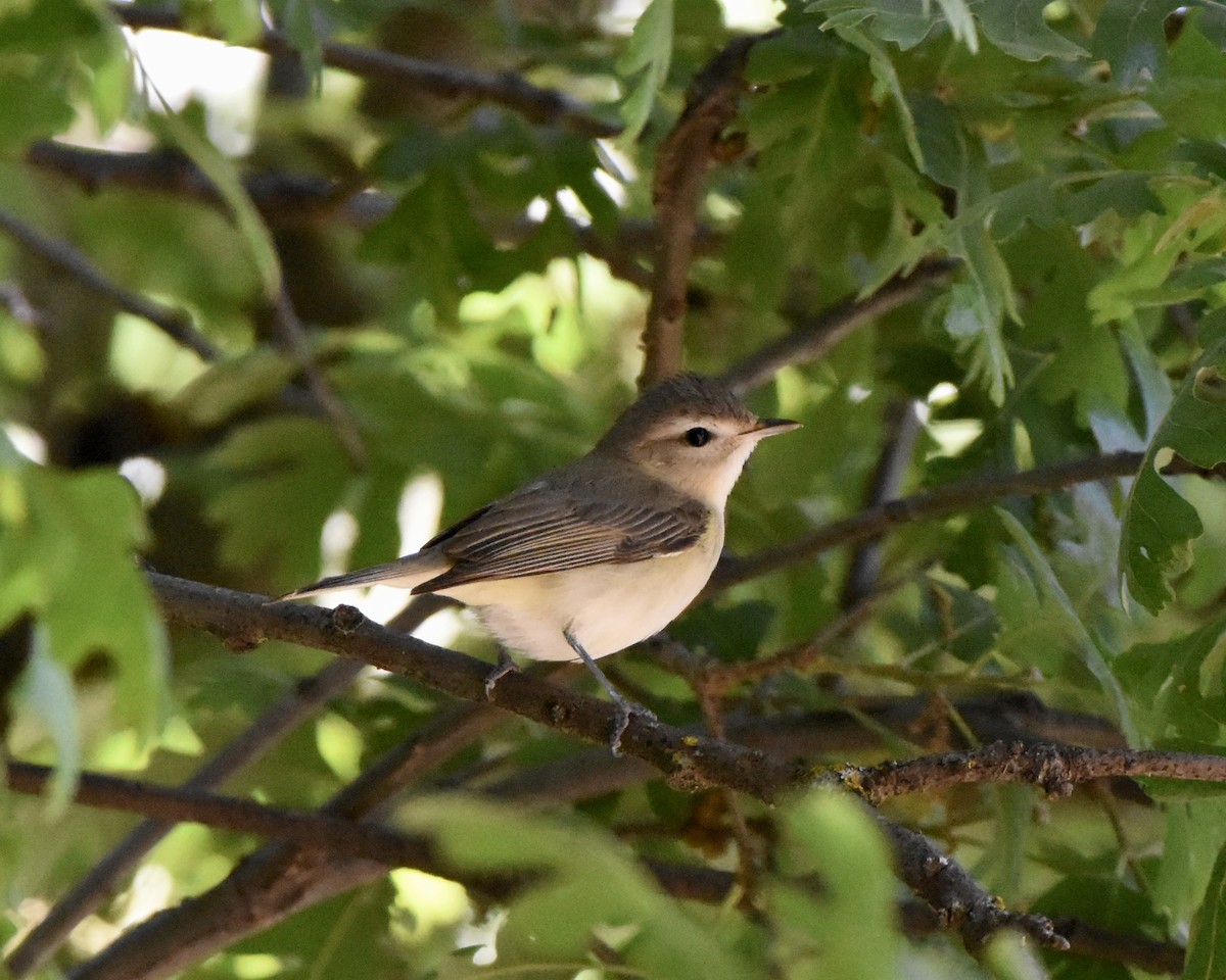 Warbling Vireo - ML618647463