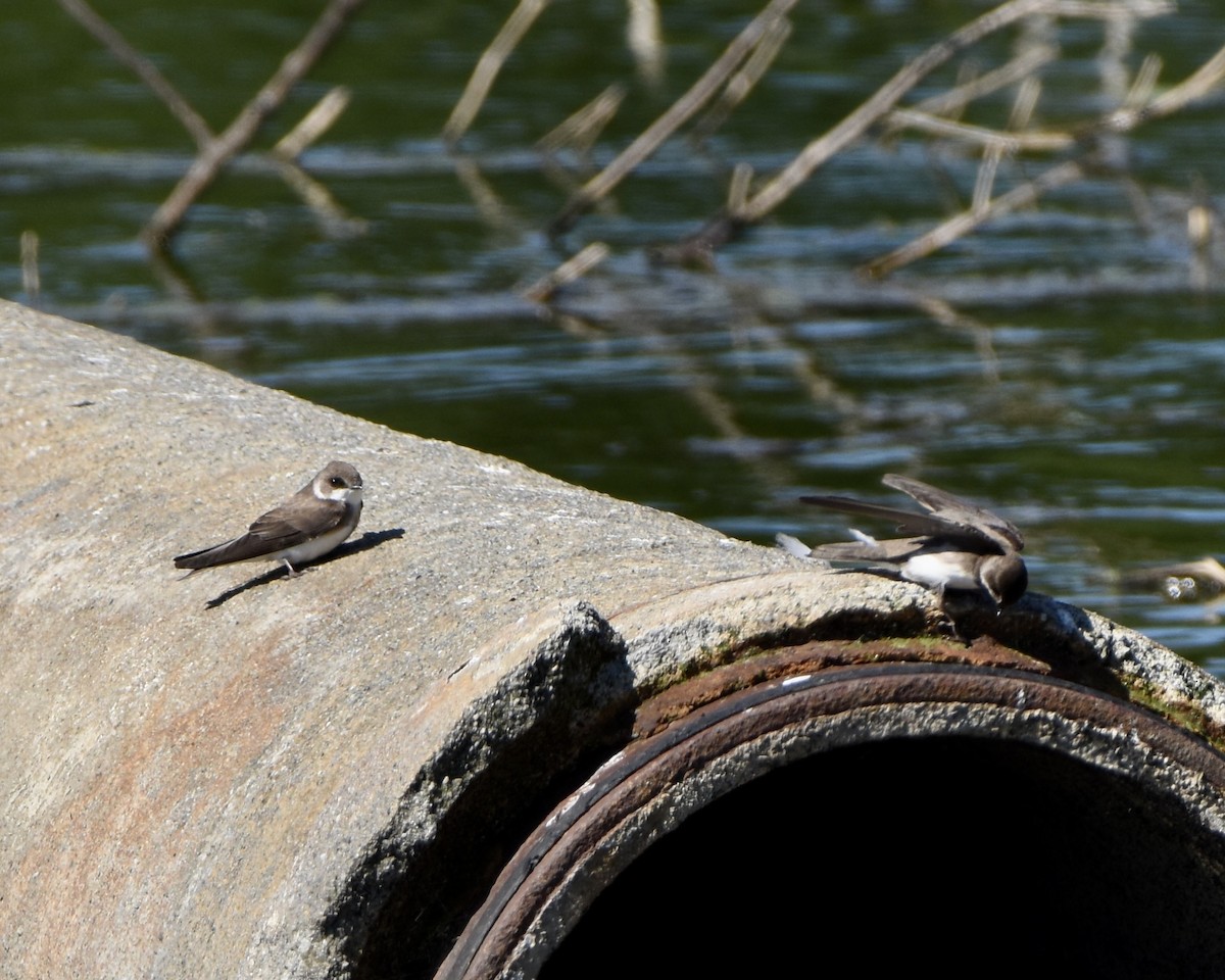 Bank Swallow - ML618647475